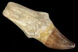 Fossil Rooted Mosasaur (Prognathodon) Tooth - Morocco #116894-1